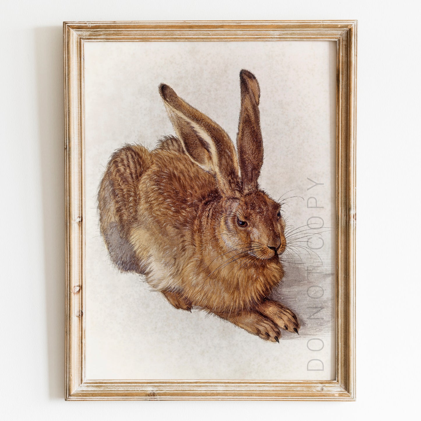 Young Hare by Albrecht Durer