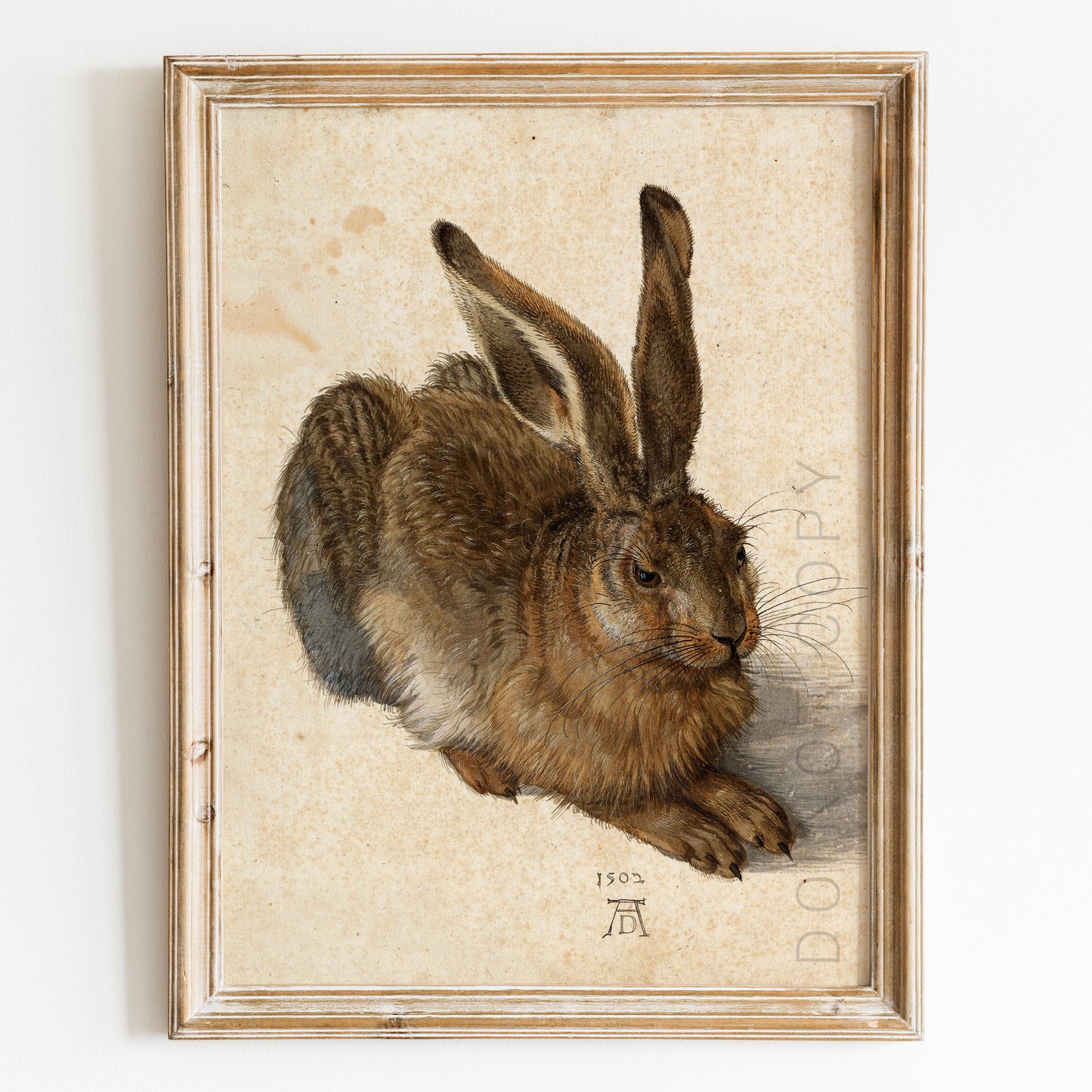 Young Hare, by Albrecht Durer