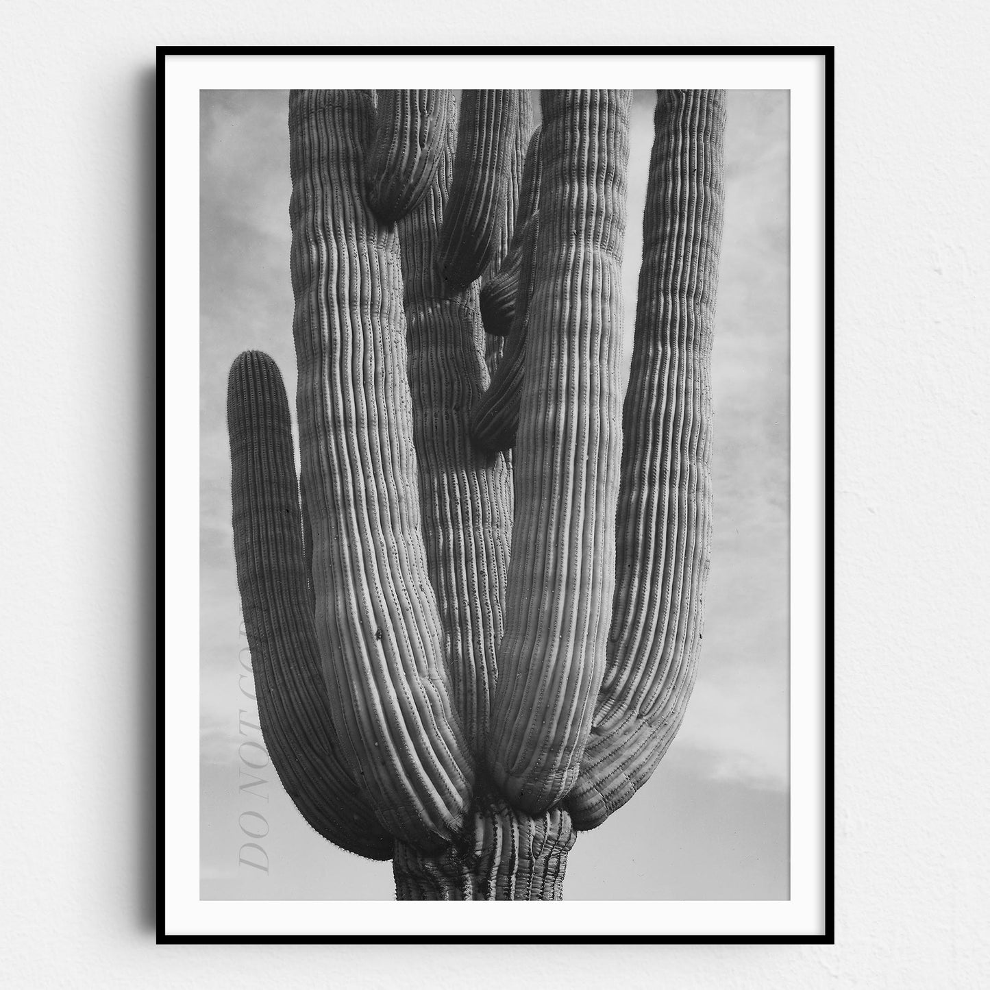Black & White Cactus