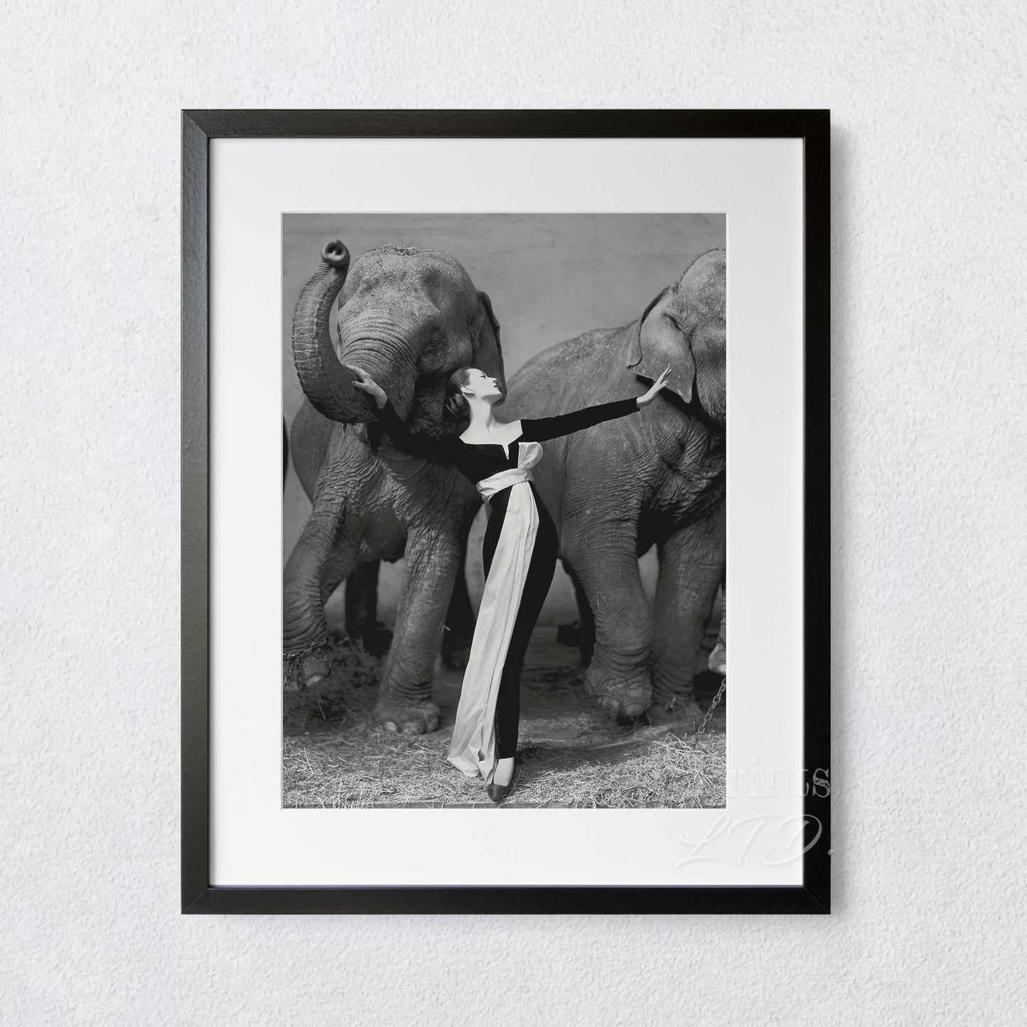 Dovima with the Elephants, Cirque D'hiver, August 1955