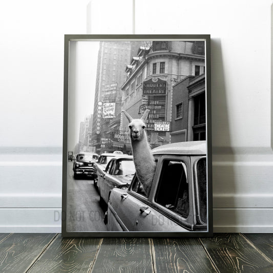 Llama in Taxi in Times Square New York City NYC 1950s