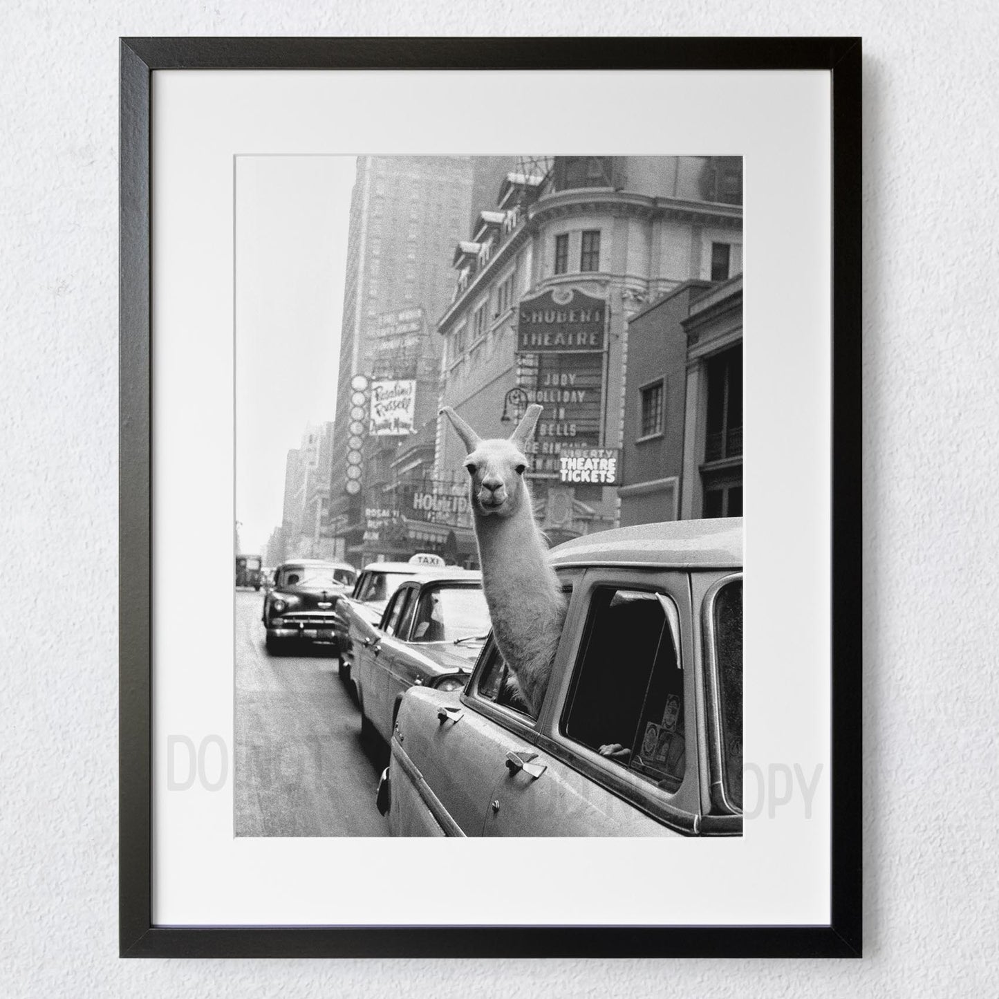 Llama in Taxi in Times Square New York City NYC 1950s