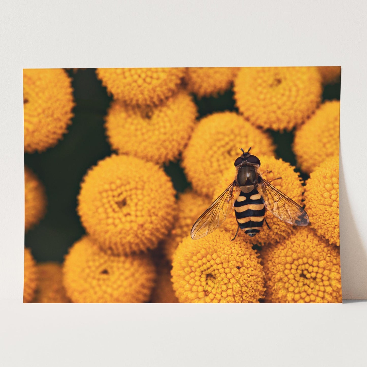 The Bee