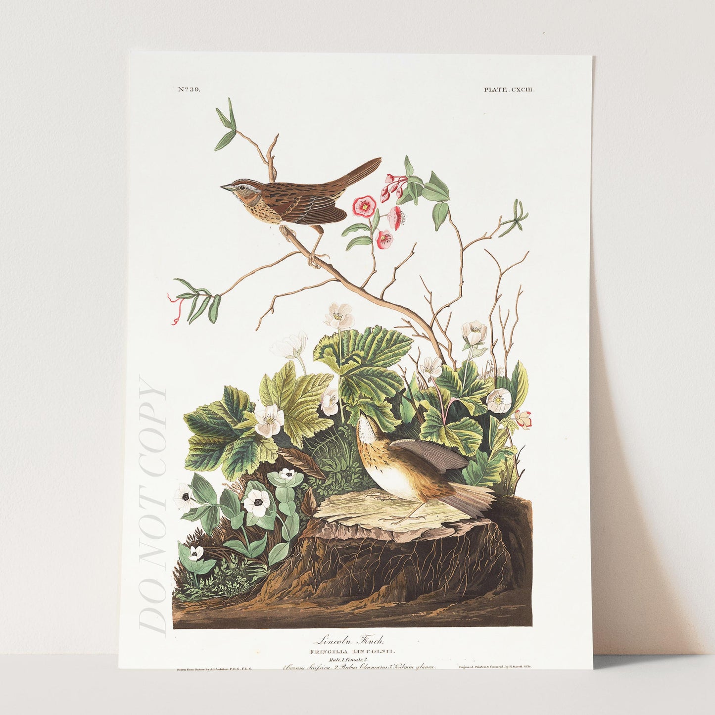 Lincoln Finch Birds Of America