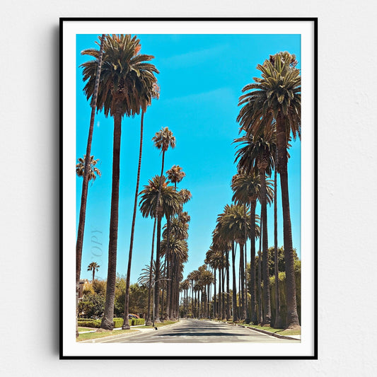 Los Angeles Palm Trees Street