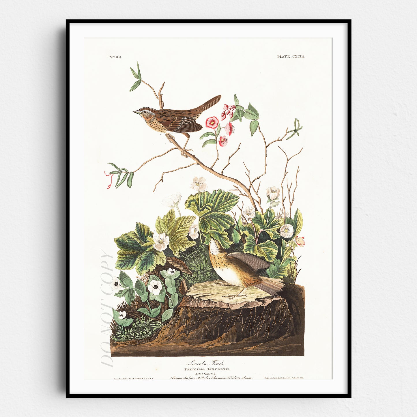 Lincoln Finch Birds Of America