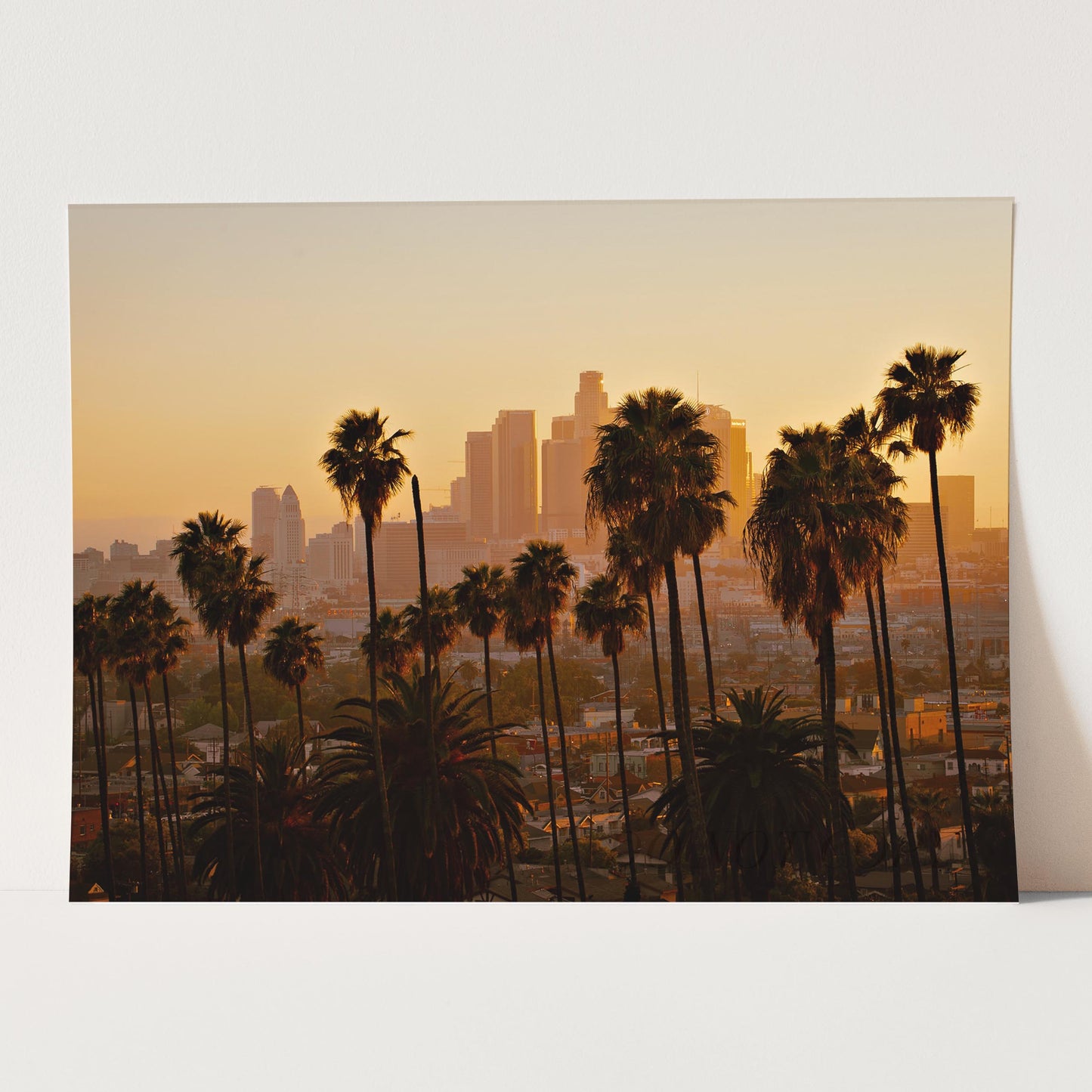 Los Angeles Palm Trees Downtown