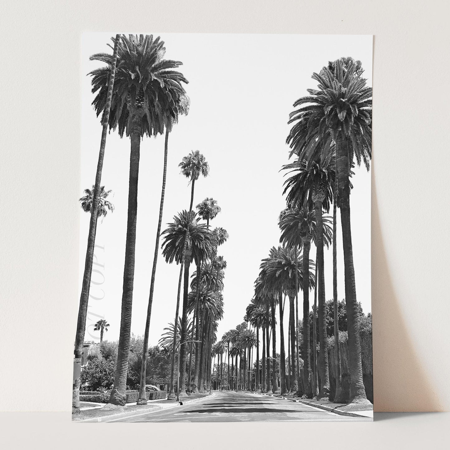 Los Angeles Palm Trees