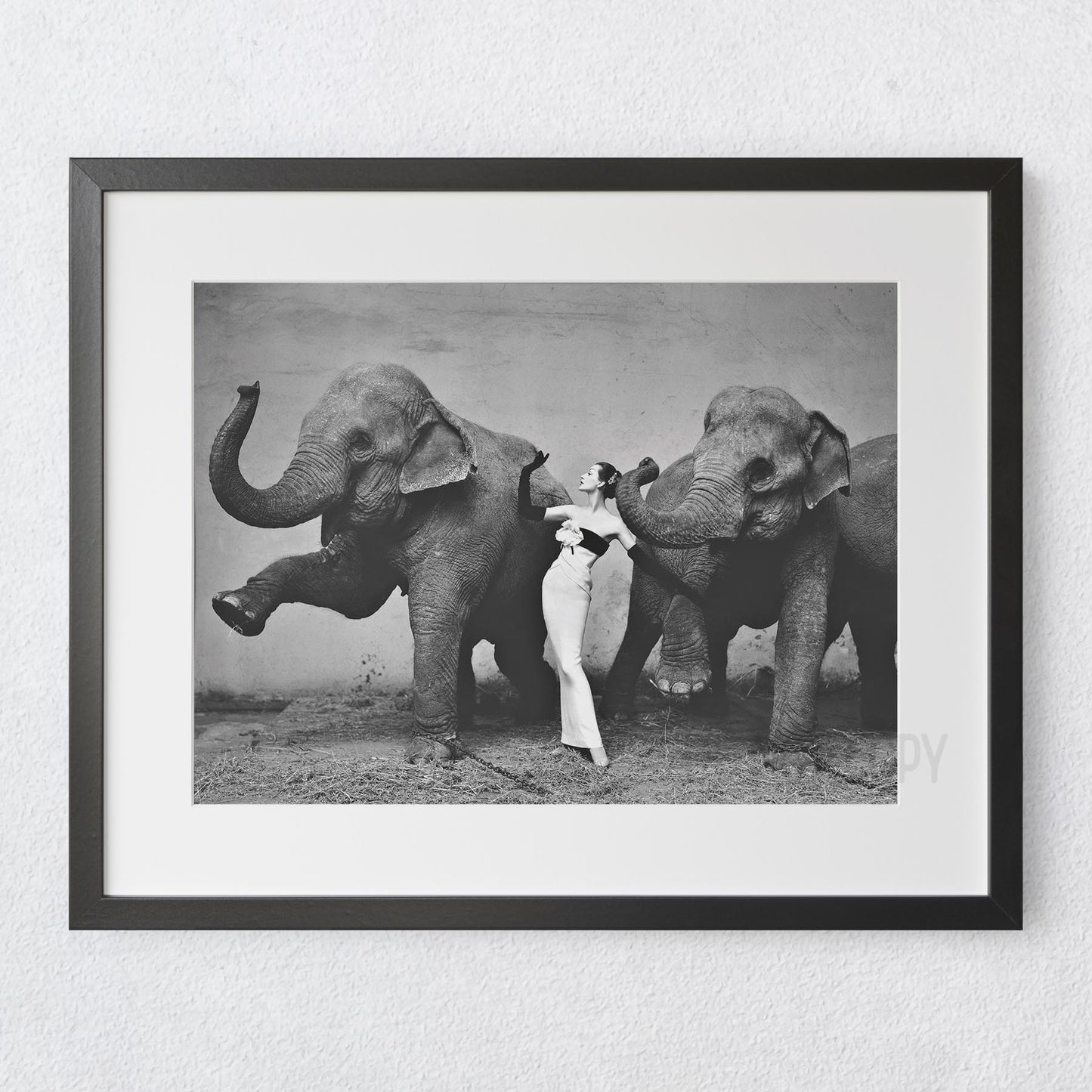 Dovima with the Elephants, Cirque d'hiver, August 1955. Dovima photographed by Richard Avedon