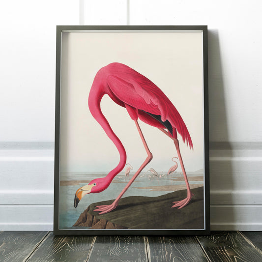 American Flamingo 1838