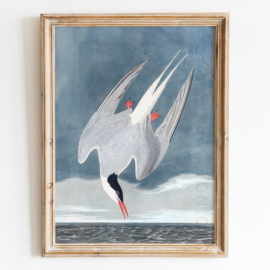 Arctic Tern