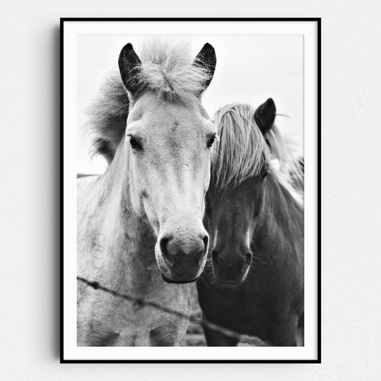 Horse Friends
