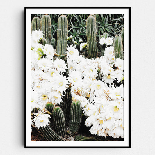 Cactus and Flowers