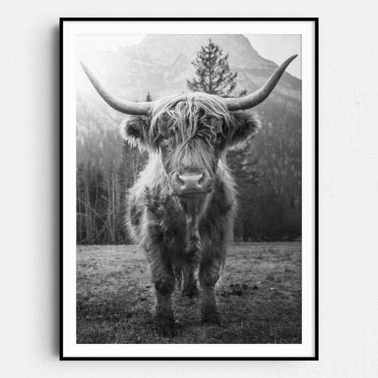 Highland Cow Scottish Cattle Black & White