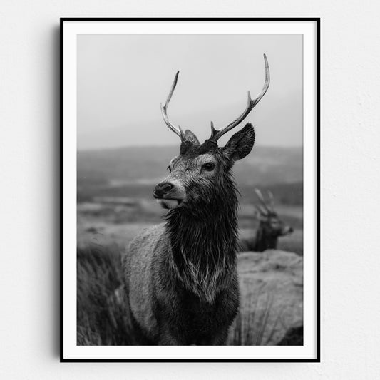 Deer With Antlers