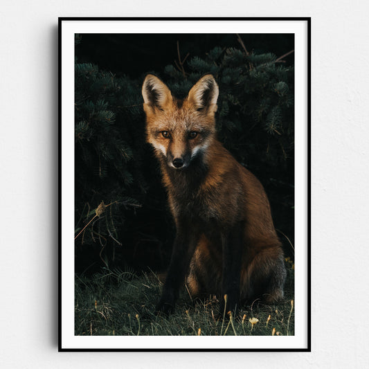 The Red Fox