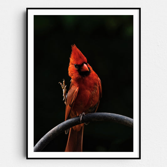 Cardinal