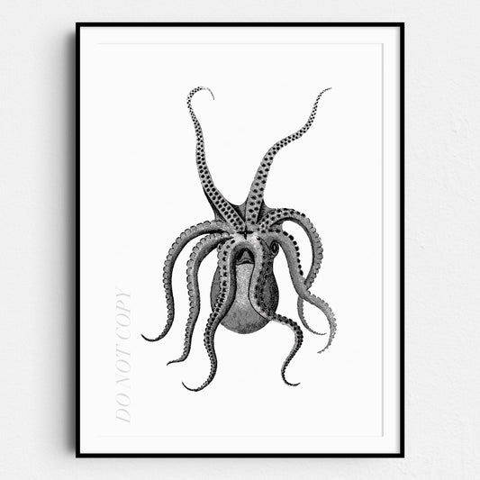 Eight Armed Cuttlefish Illustration