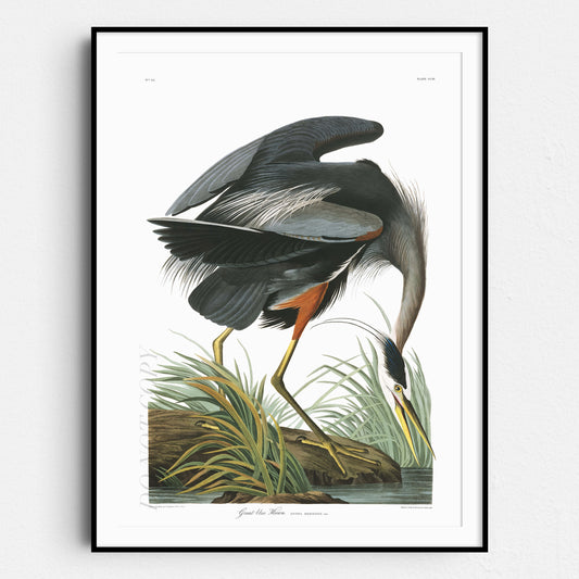 Great Blue Heron - Birds of America