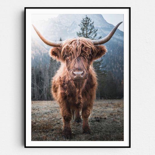 Highland Cow Scottish Cattle