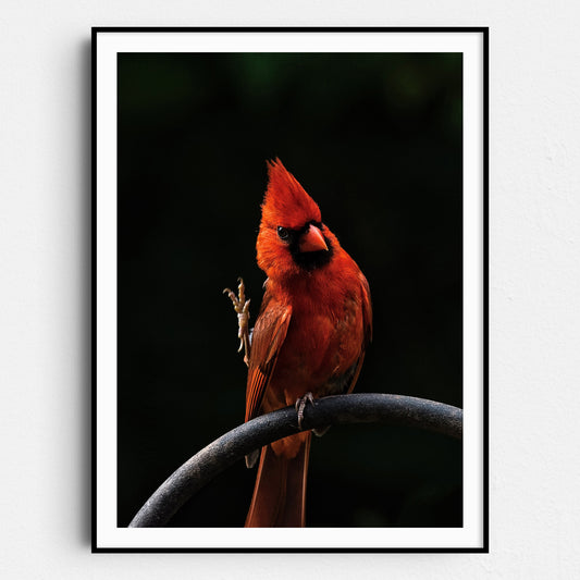 The Cardinal