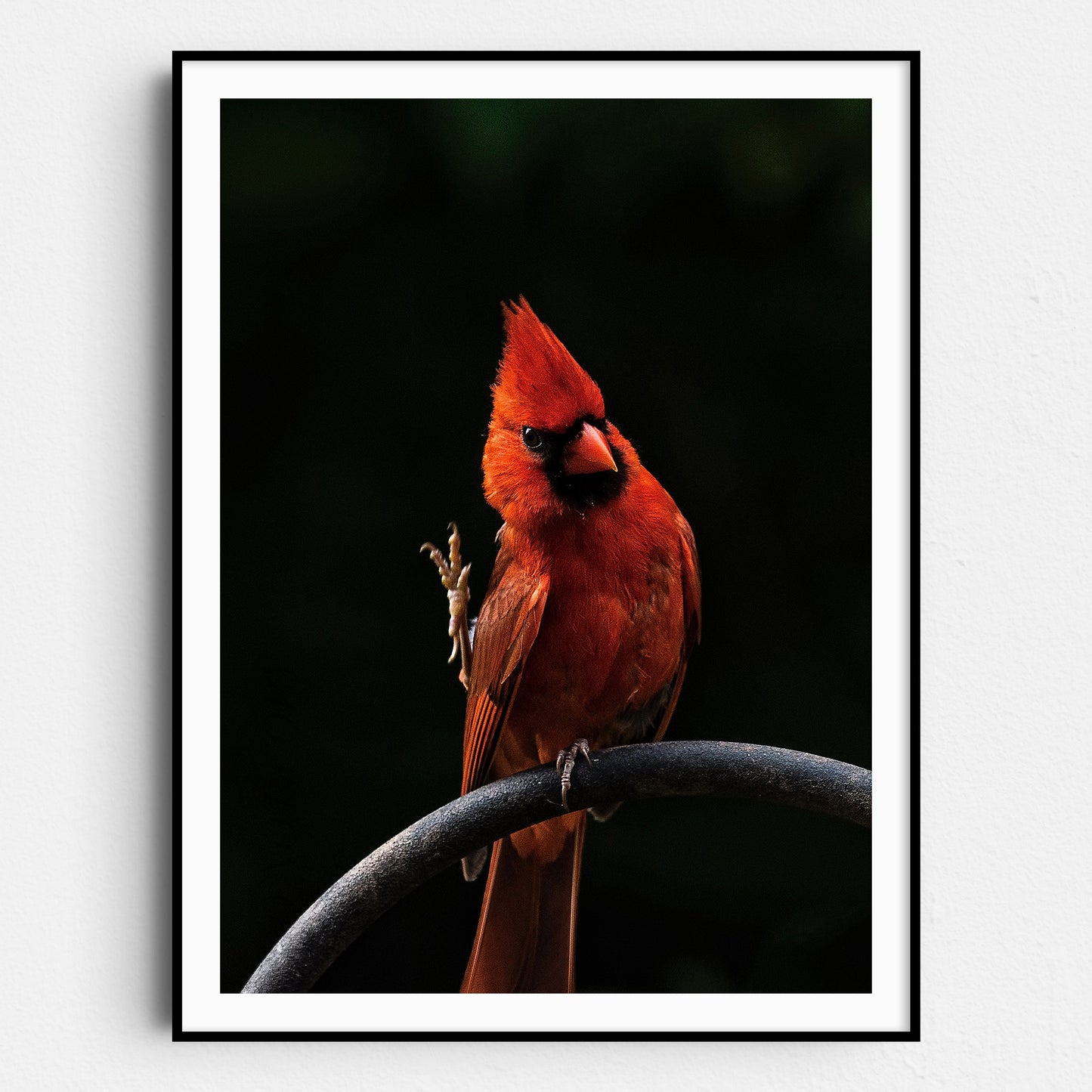 The Cardinal