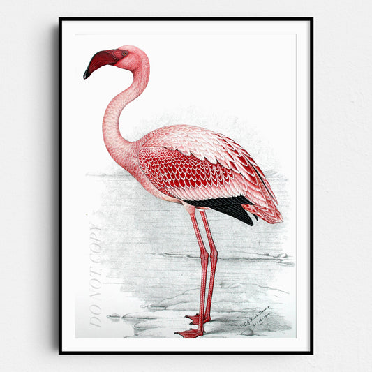 Pink Flamingo
