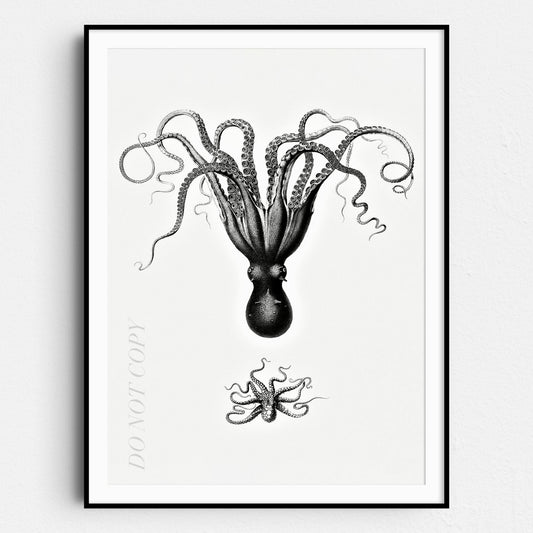 Octopus Illustration