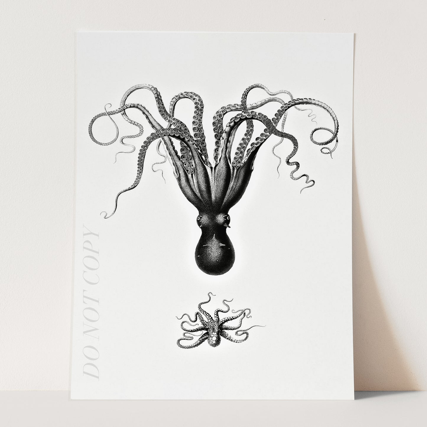Octopus Illustration