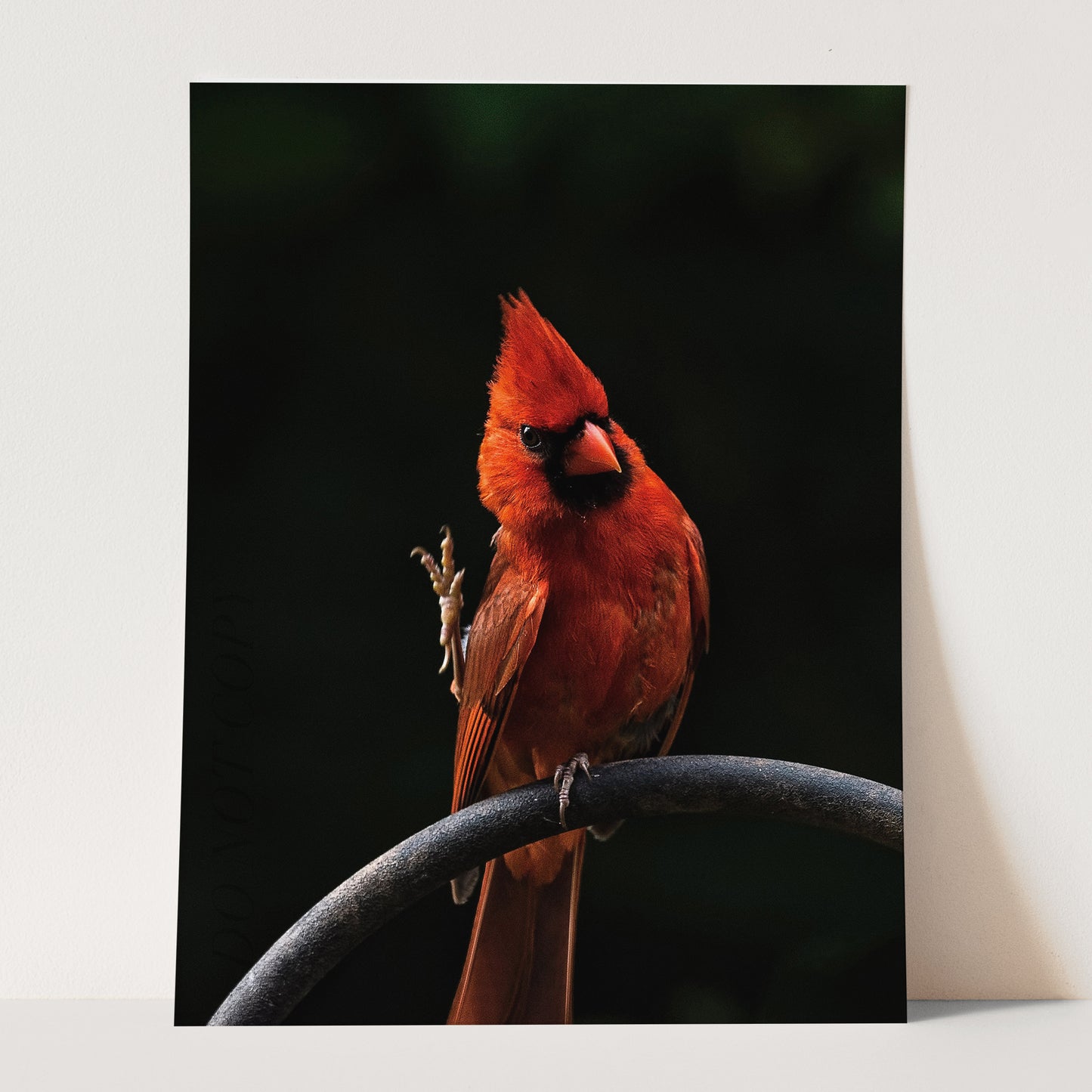 The Cardinal