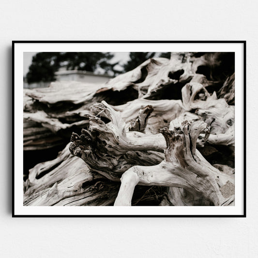 Beach Wood