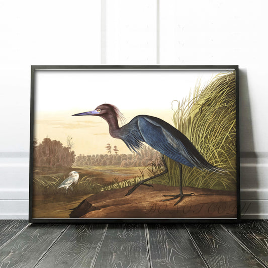 Blue Crane or Heron