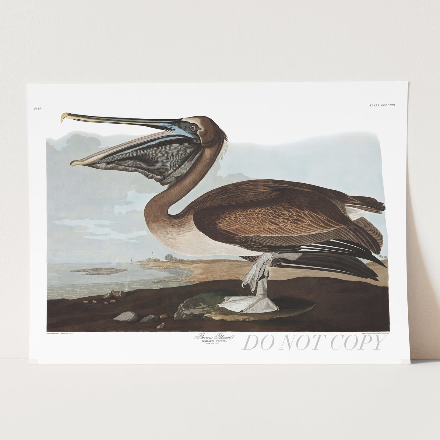 Brown Pelican, Birds of America