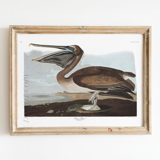 Brown Pelican, Birds of America
