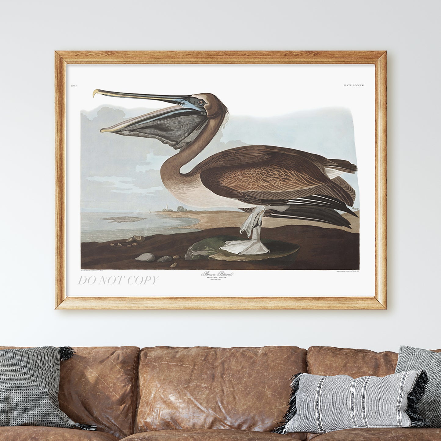 Brown Pelican, Birds of America