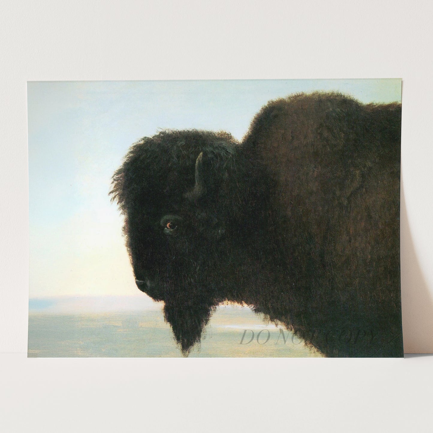 Buffalo Head by Albert Bierstadt