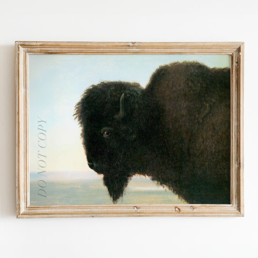 Buffalo Head by Albert Bierstadt