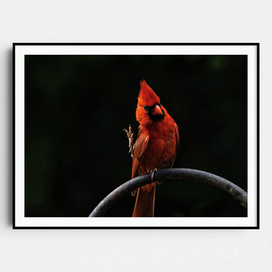 Cardinal