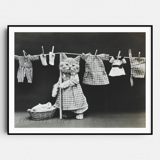 Cats Hanging Up The Wash