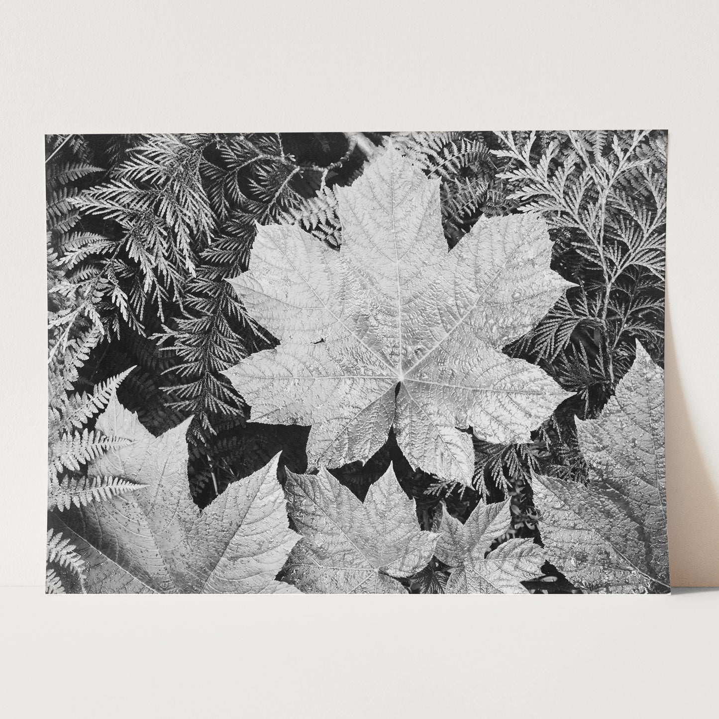 Glacier National Park Montana Leaves by Ansel Adams