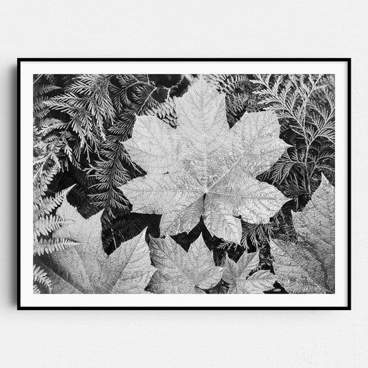 Glacier National Park Montana Leaves by Ansel Adams