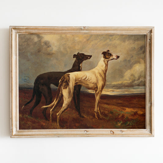 Greyhounds In Field