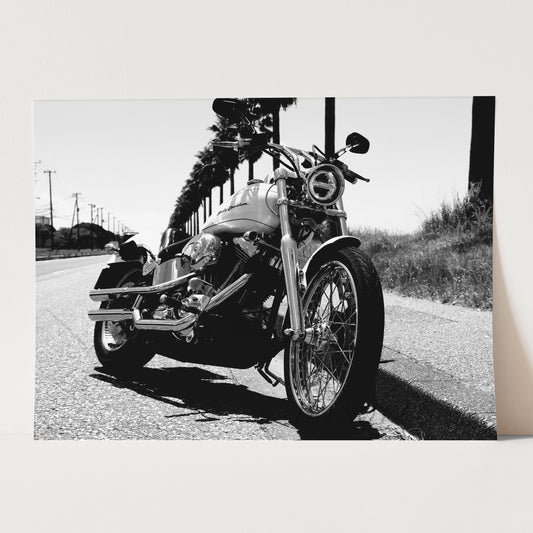 Harley Davidson Motorcycle Among Palm Trees