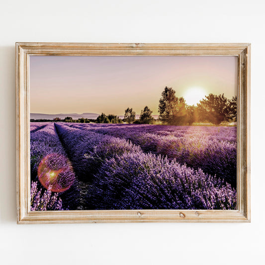 Lavender Fields