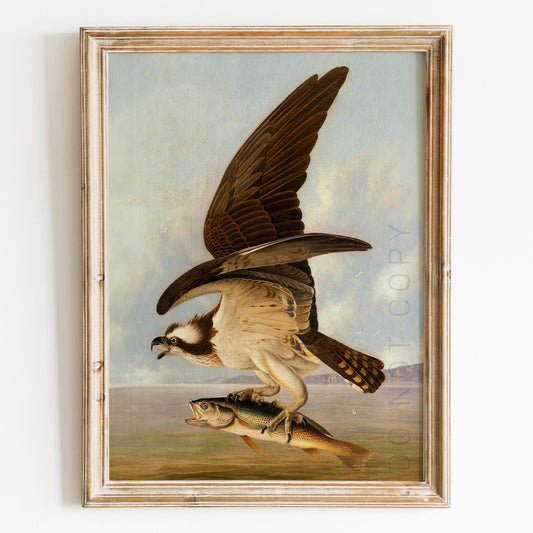Osprey and Weakfish, Birds of America