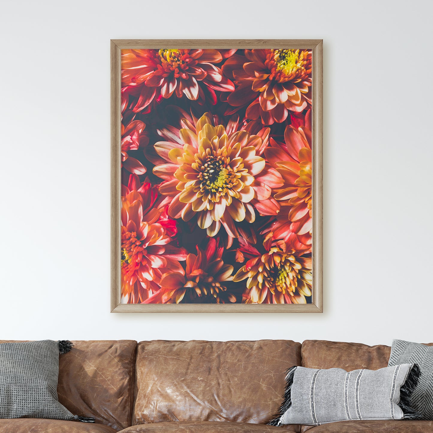 Chrysanthemum Flowers