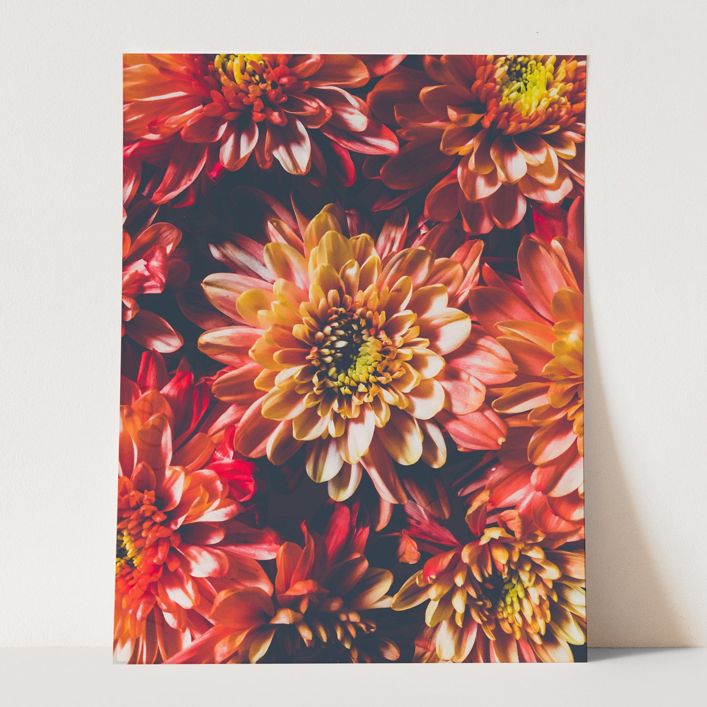 Chrysanthemum Flowers