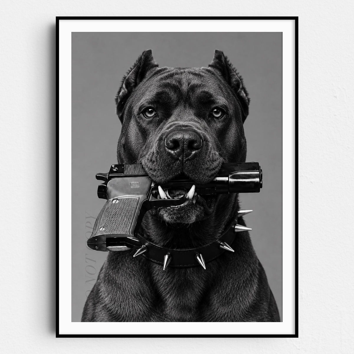 Cane Corso Gun In Mouth