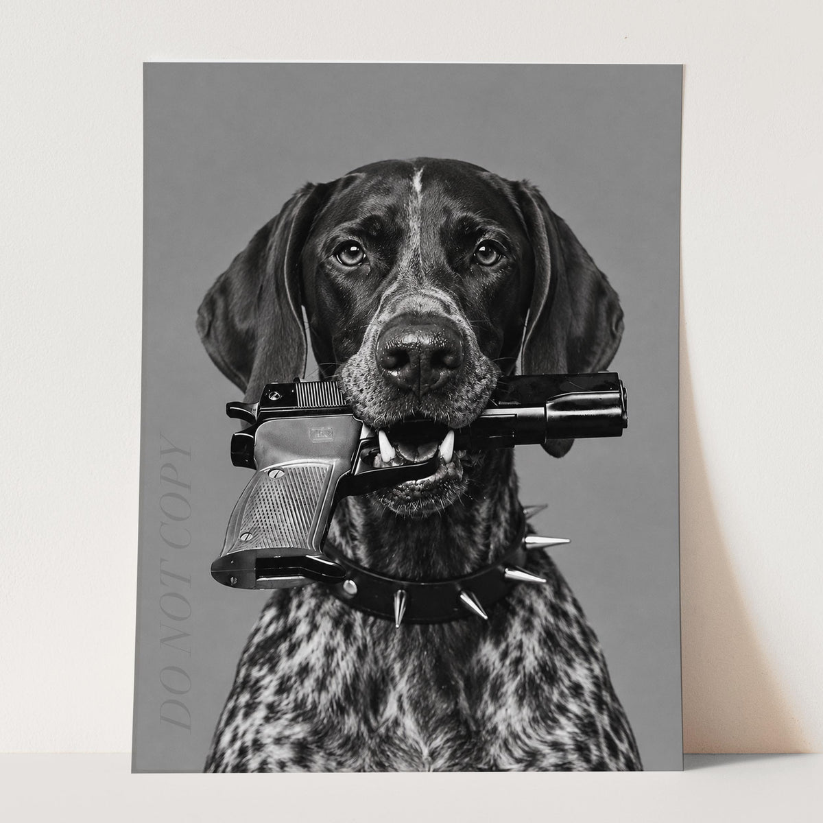 German Shorthaired Pointer Gun In Mouth