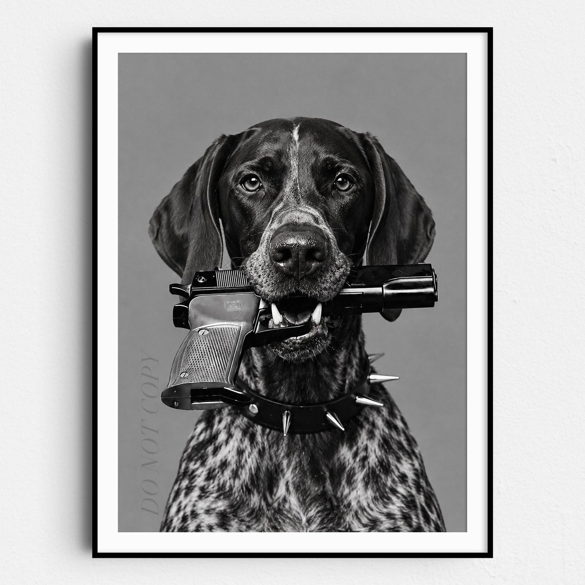 German Shorthaired Pointer Gun In Mouth